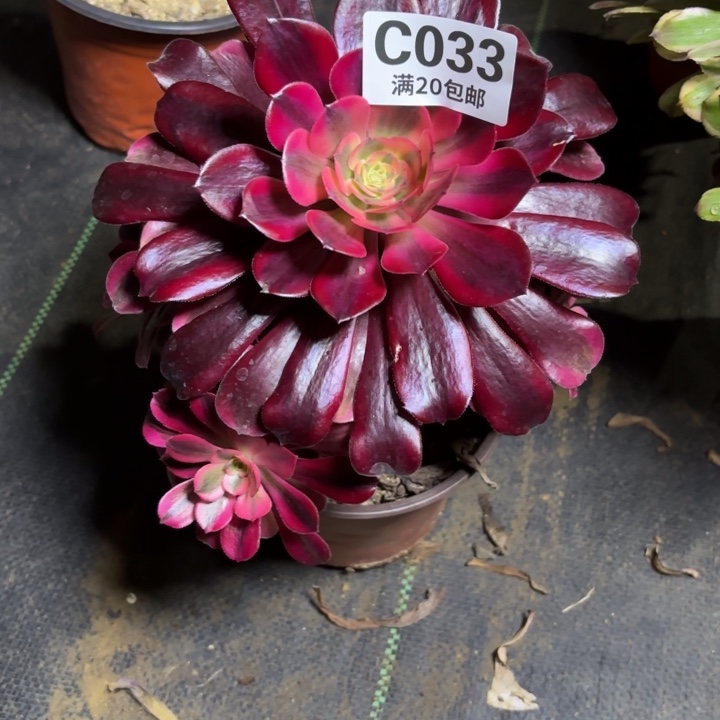 瑞妈一物一拍033