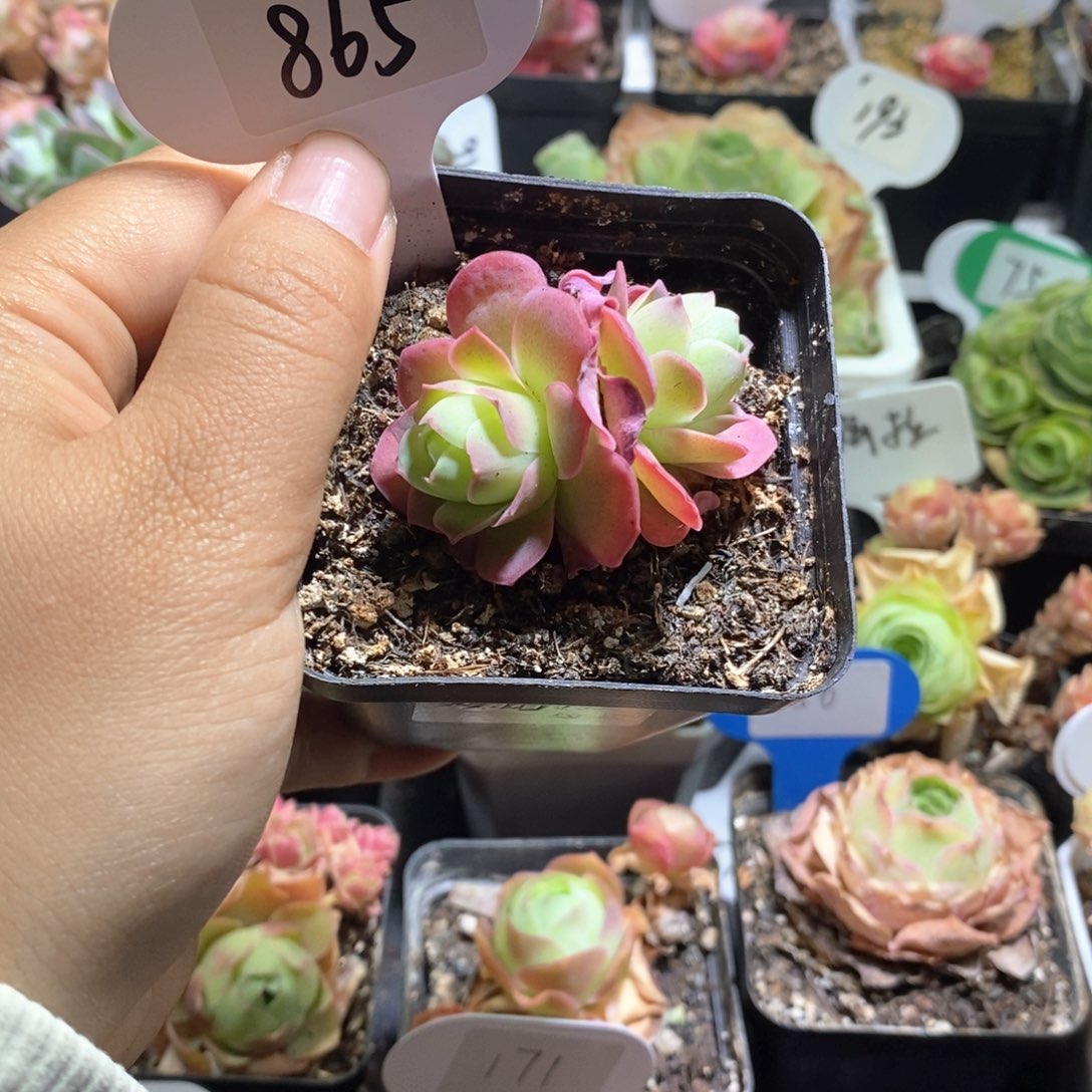 865粉帕双头。 一物一拍