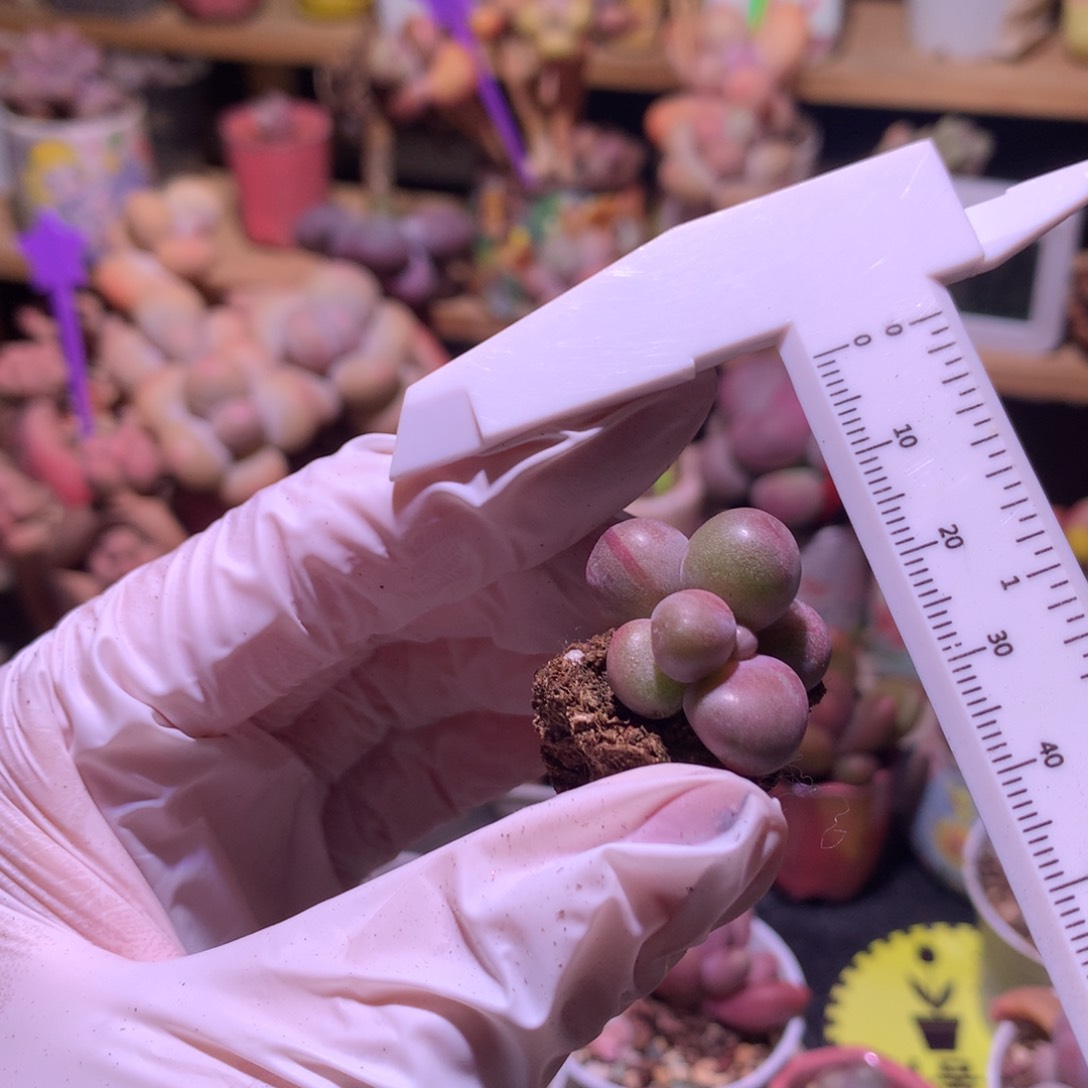 红拉丝糖球奶酪多肉