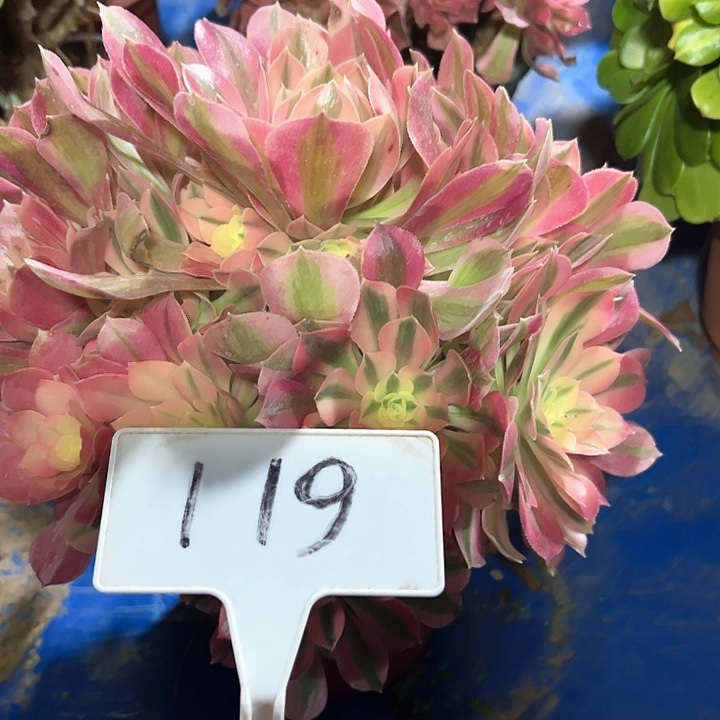 多肉植物粉女巫法师