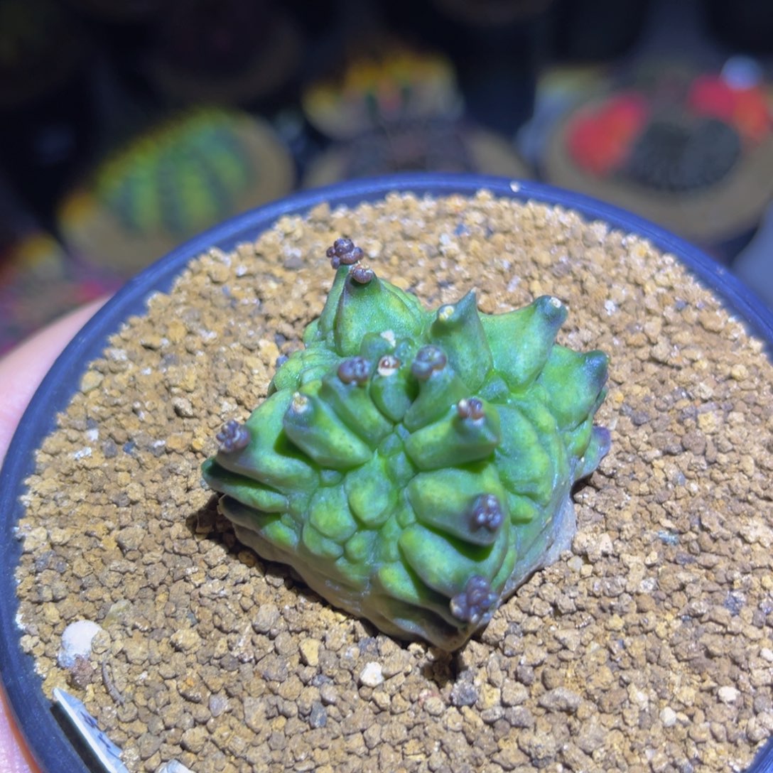 四棱龙角 米哈仙人球