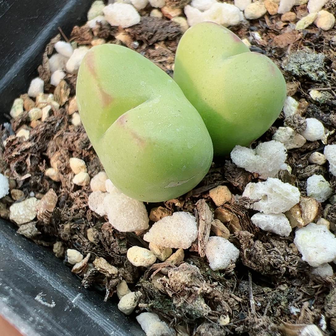 【闪购商品】153 带盆