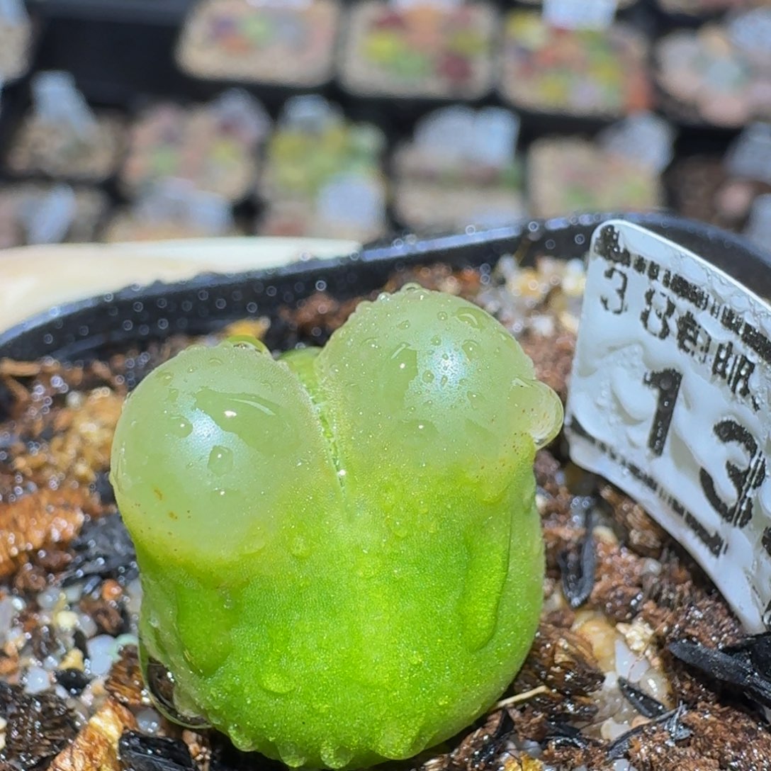 Zzzz生石花肉锥1341