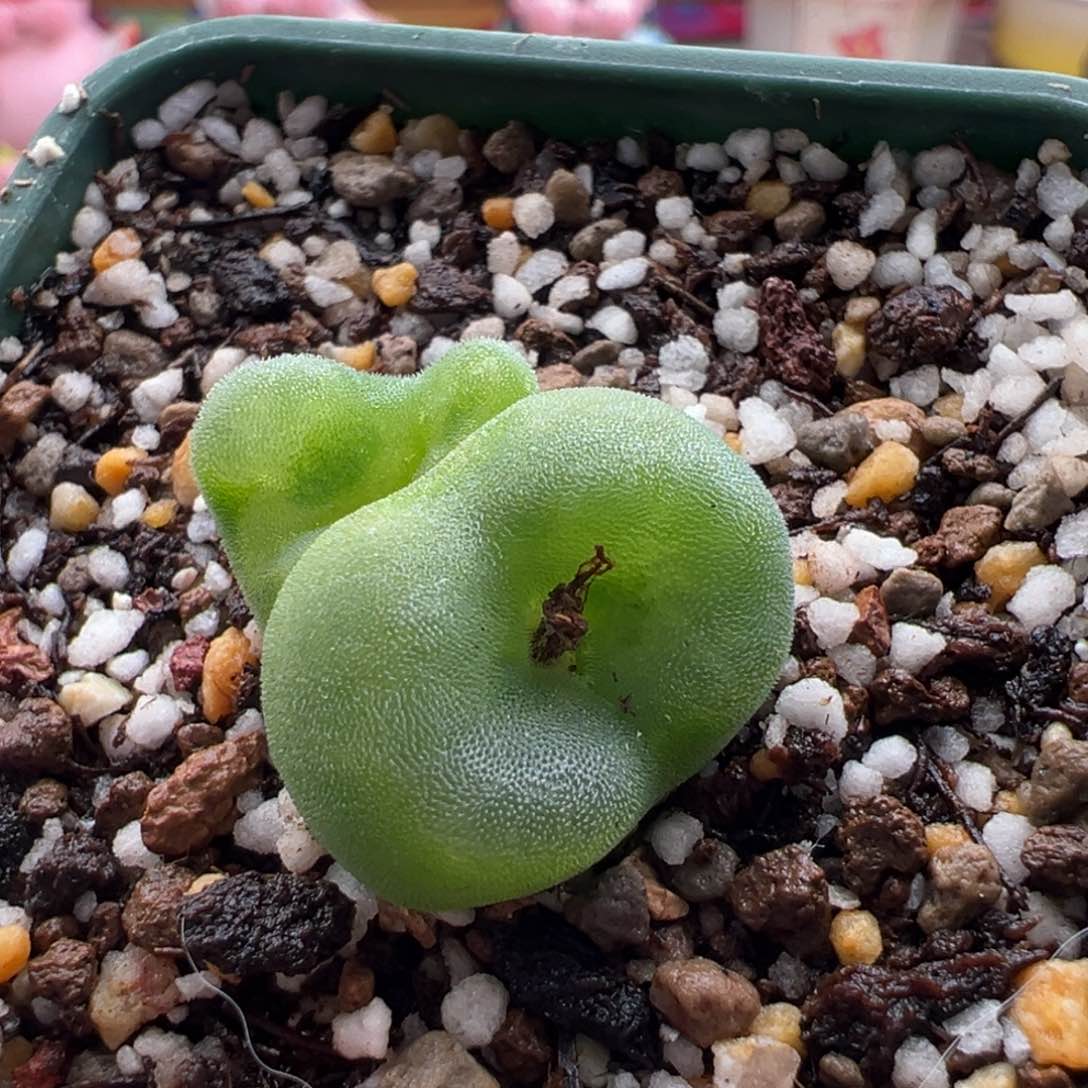 390。青蛙优选水晶鞋母本