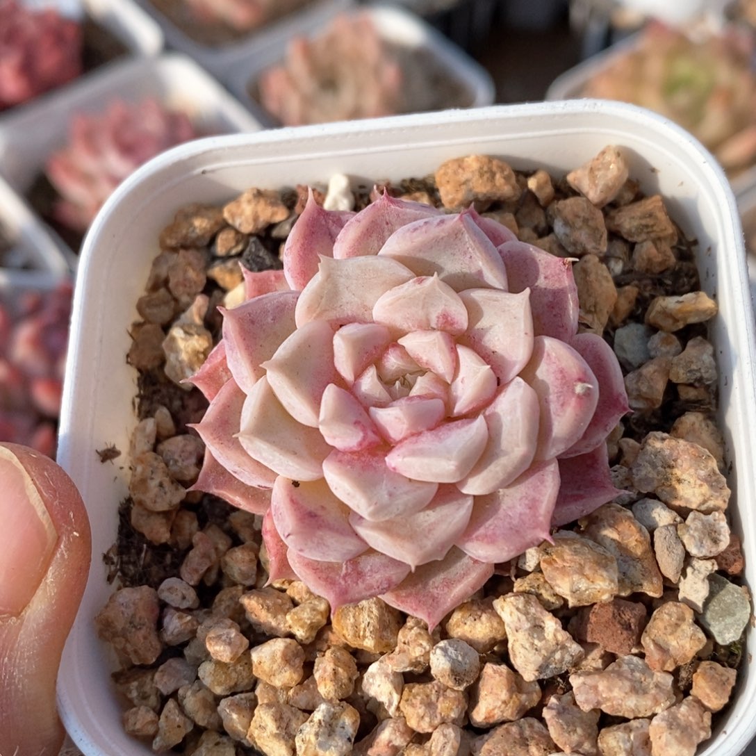 精品多肉一物一拍180