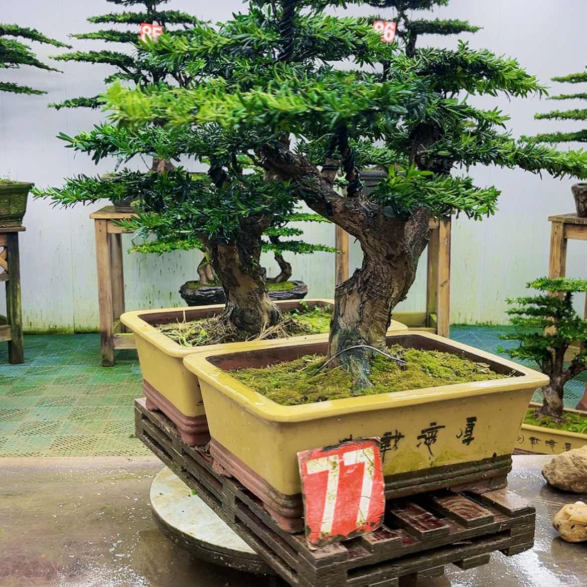 【闪购商品】无花朵