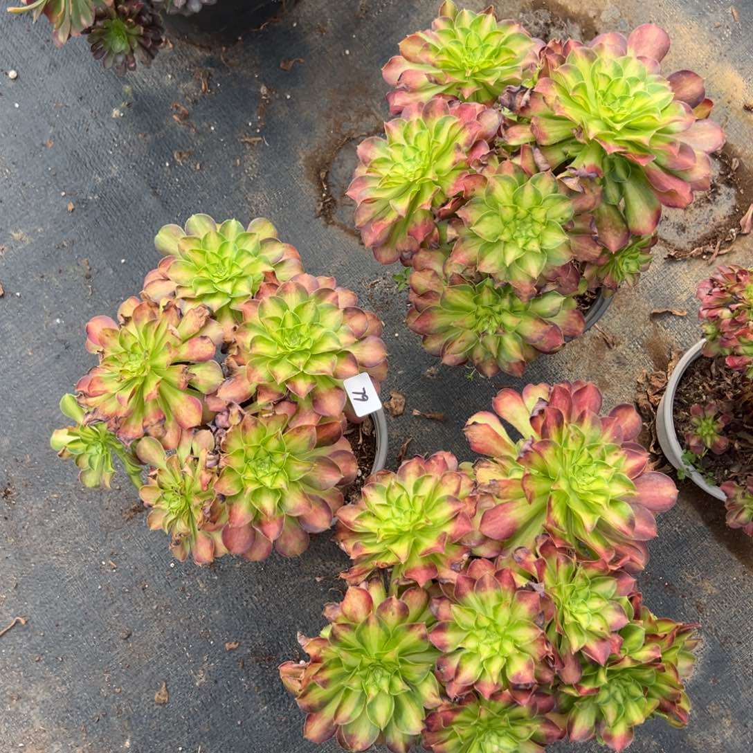 79韶花朵朵一颗10多肉