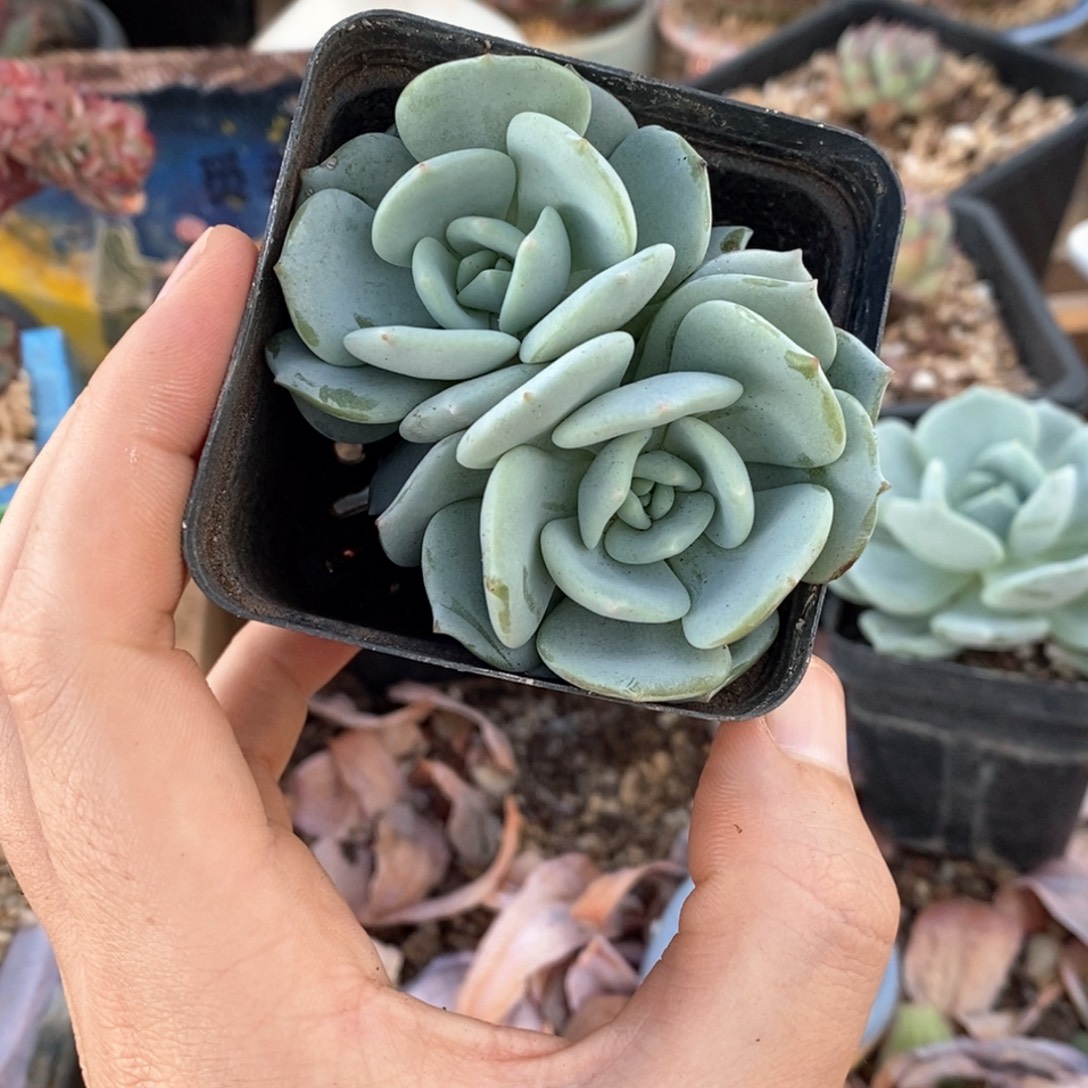 童颜飘雪双头一物一拍