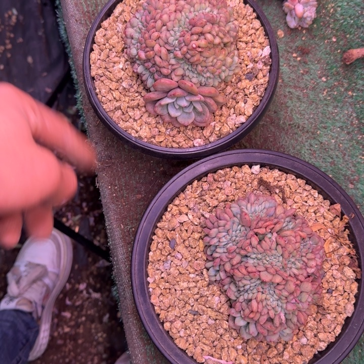 凌雪缀化无砍多肉