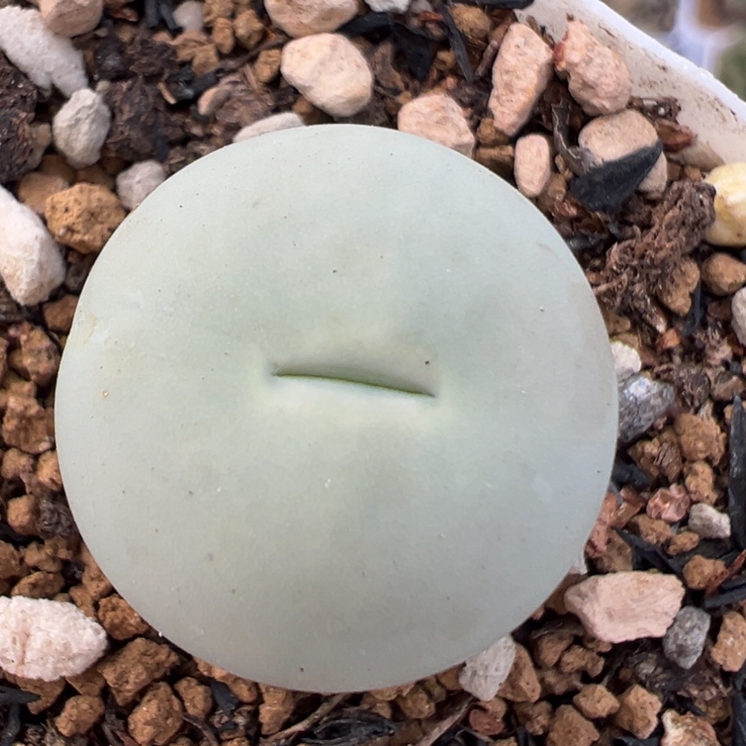 109多肉植物母本鸽子蛋