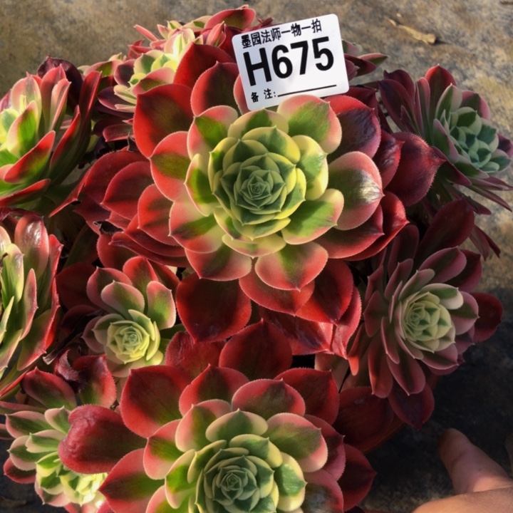 绿体女巫多肉6750000000000