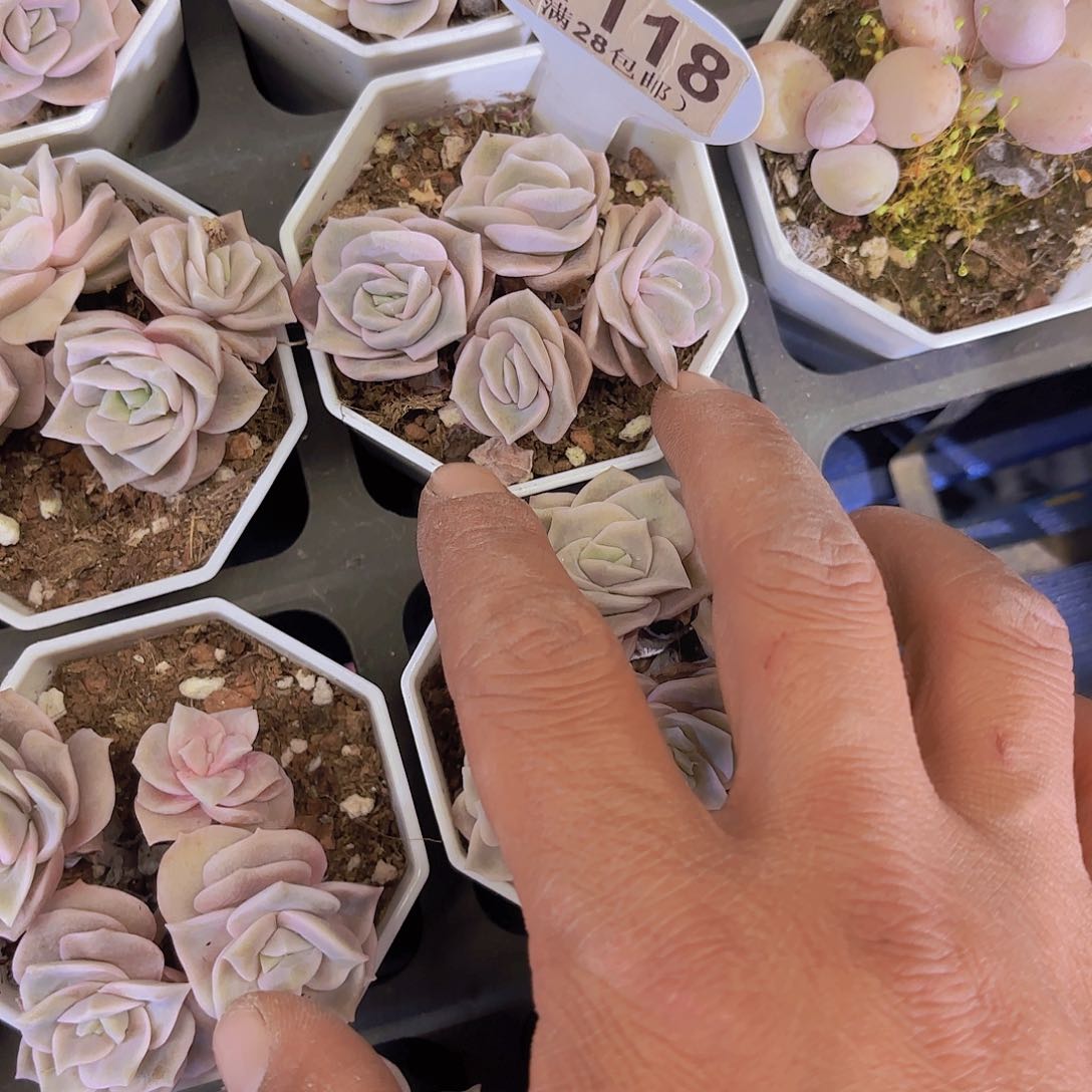 A118可爱玫瑰一物一拍