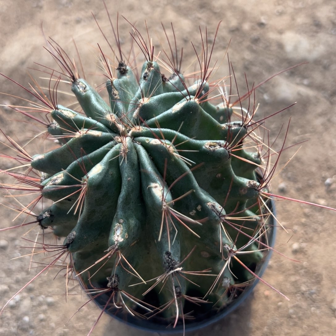 五***月清理价 零零落落 零零落落