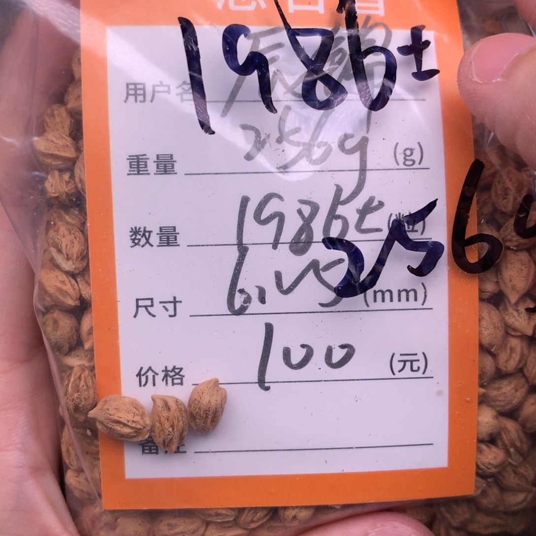 辰***锦热振柏香脖挂散籽