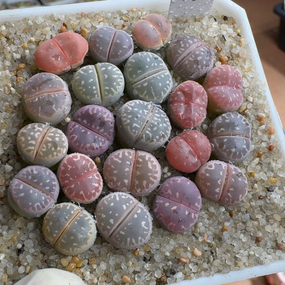 ᰔ****1128-055生石花花花