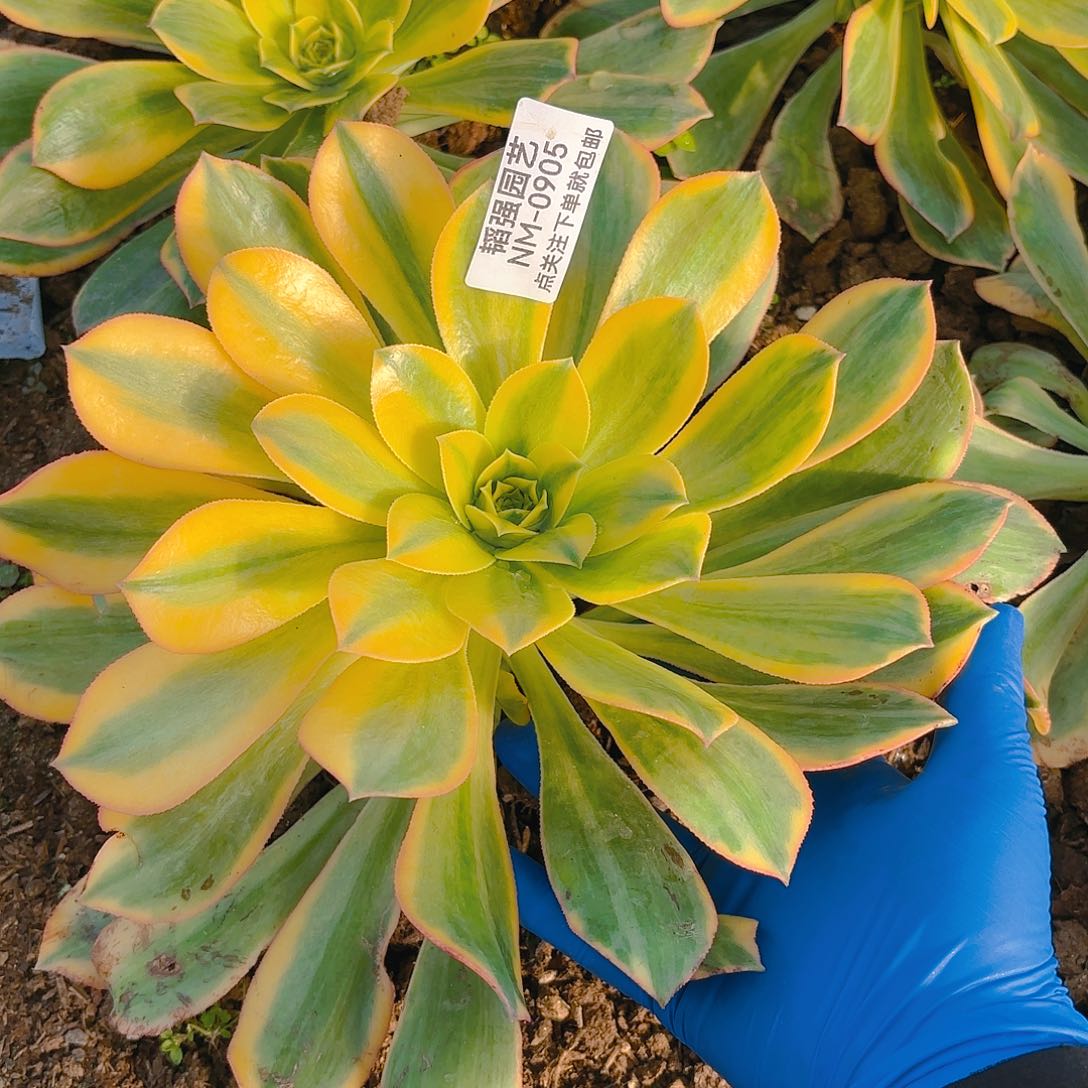 黄龙多肉植物905