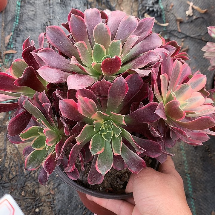 375金丝多肉植物