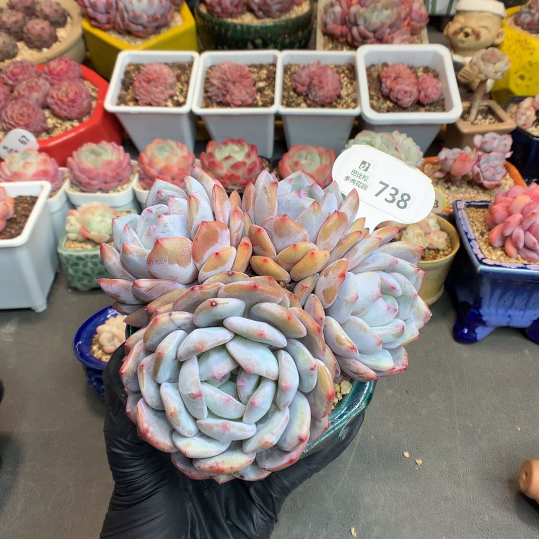 738 特橙梦露多肉