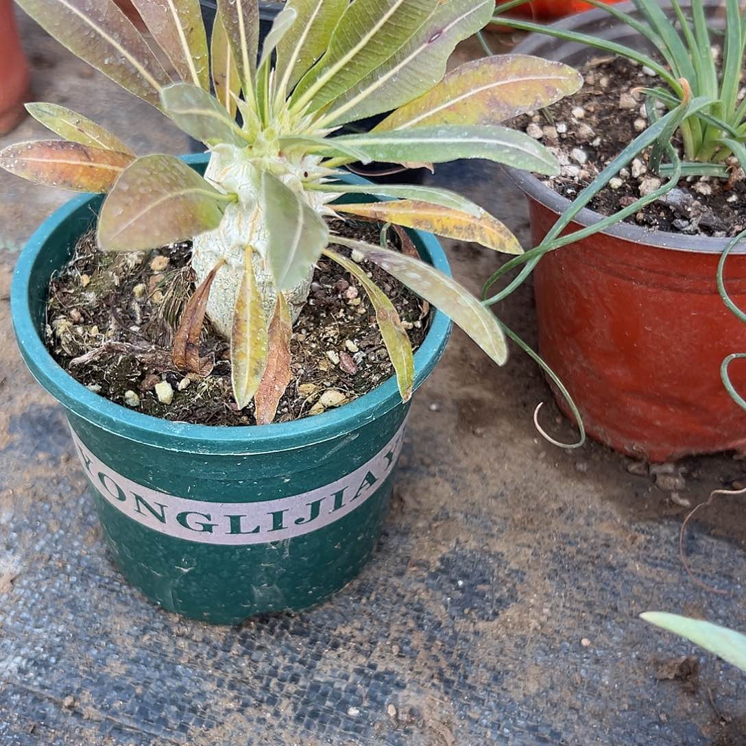 多肉植物惠比大黑