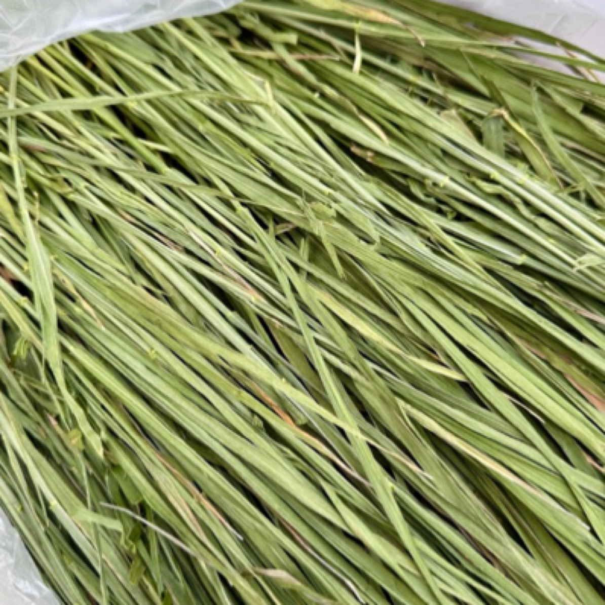 兔子牧草小麦草一斤装