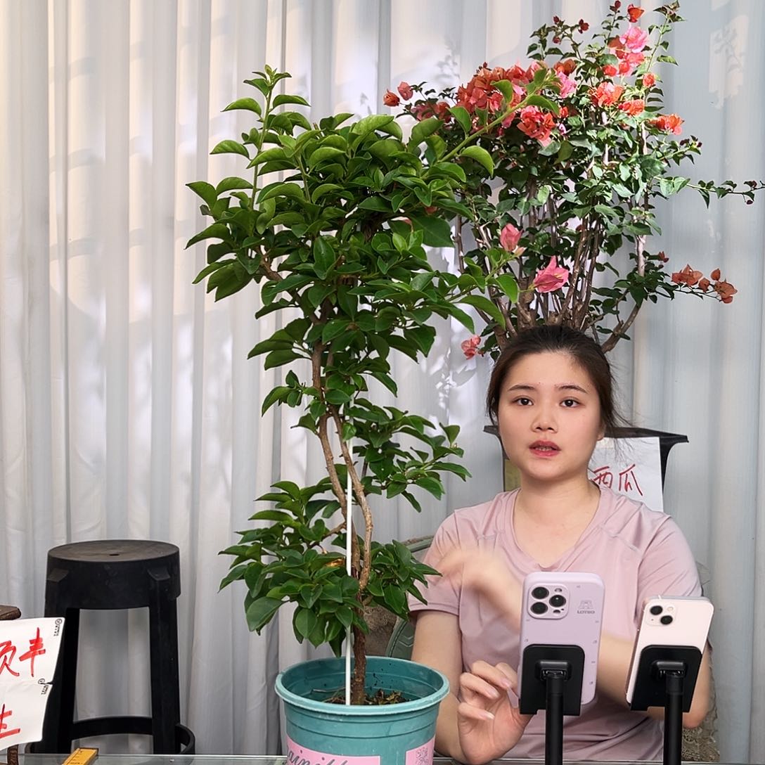 当前无花栽培后可以开花卡亚塔带竹一颗