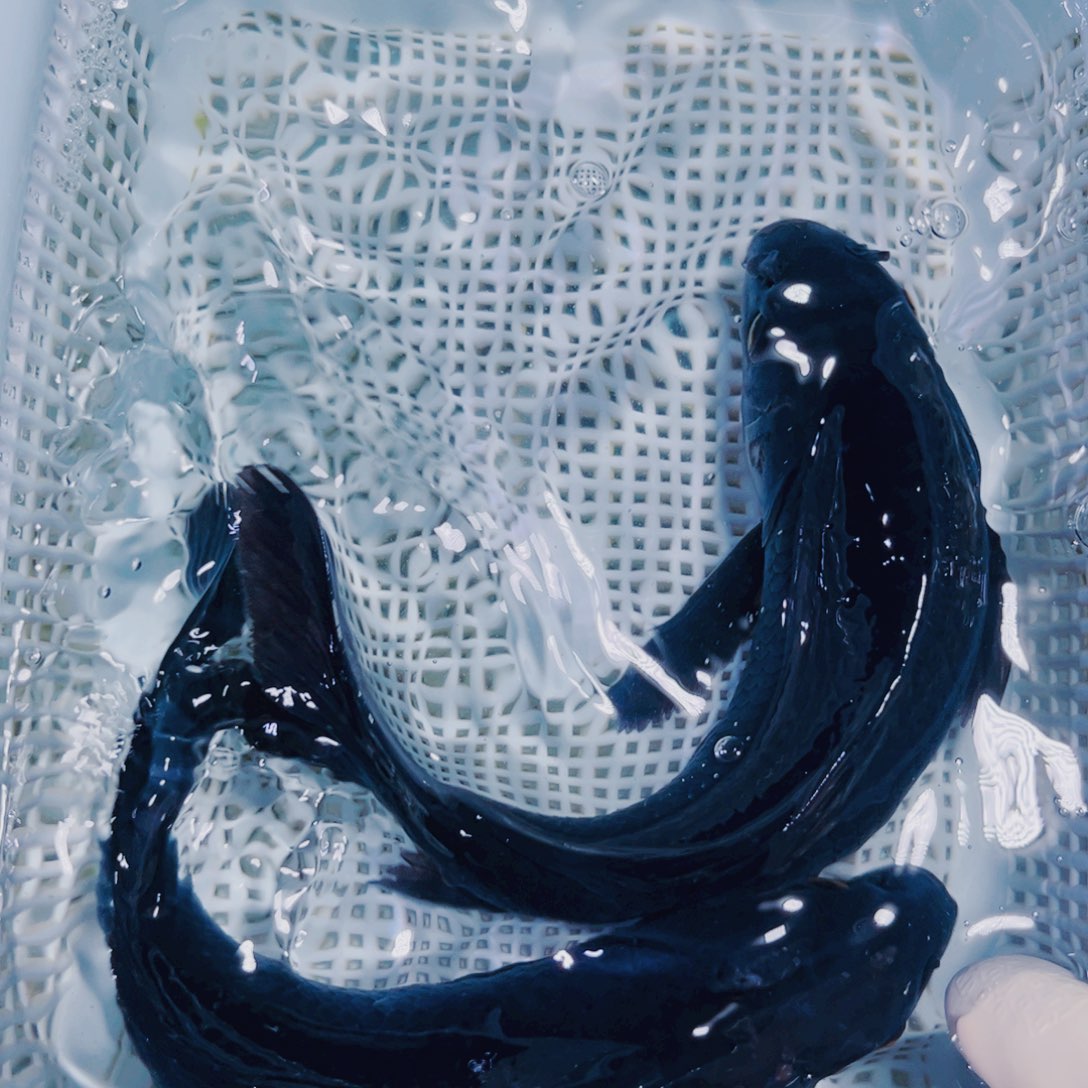 海水鱼锦鲤冷水观赏鱼