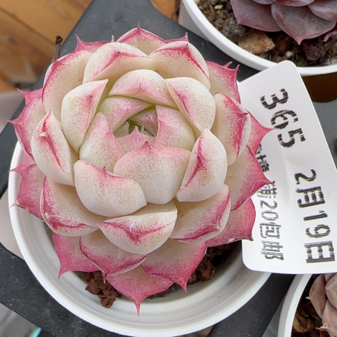 花语逸境0219-365