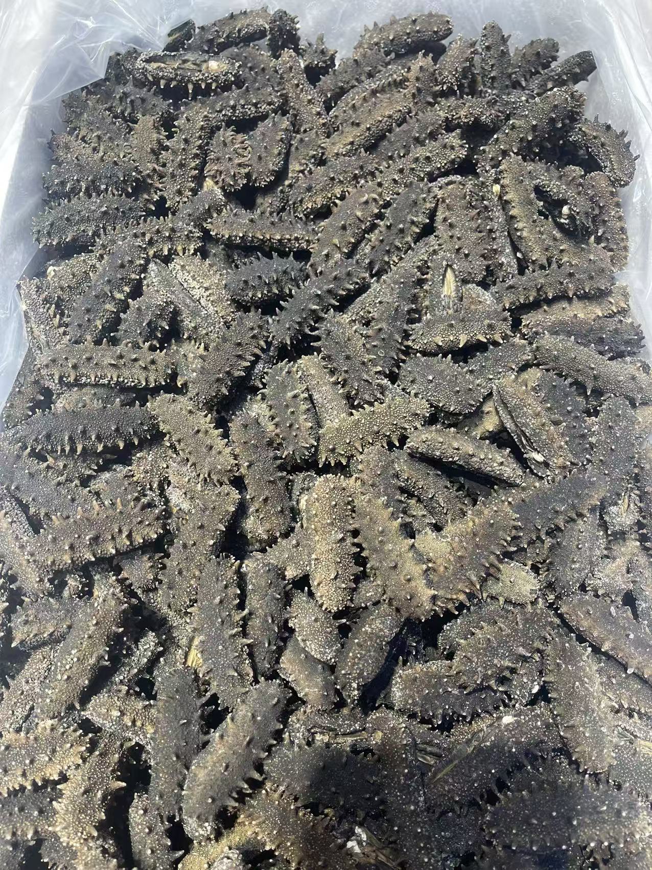 真国标底播辽参日晒高涨发全开口