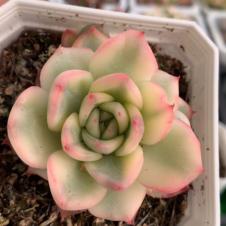 弗罗瑞安娜，锦哥多肉