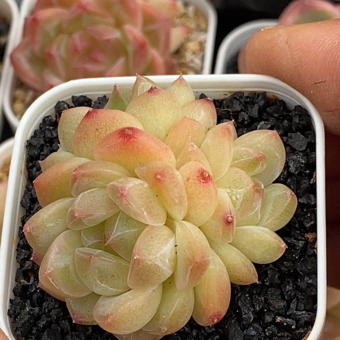 天官赐福百无禁忌