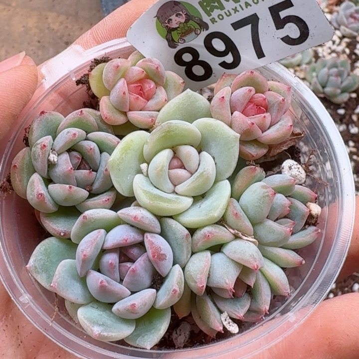 多肉植物多肉植物