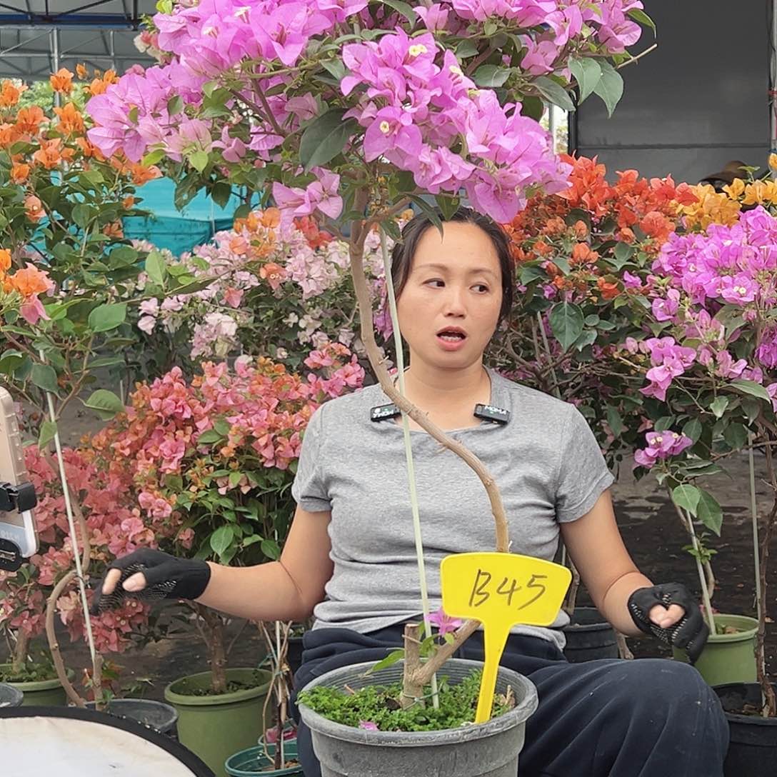 ****雪大部分花苞少量开放B45巴西紫