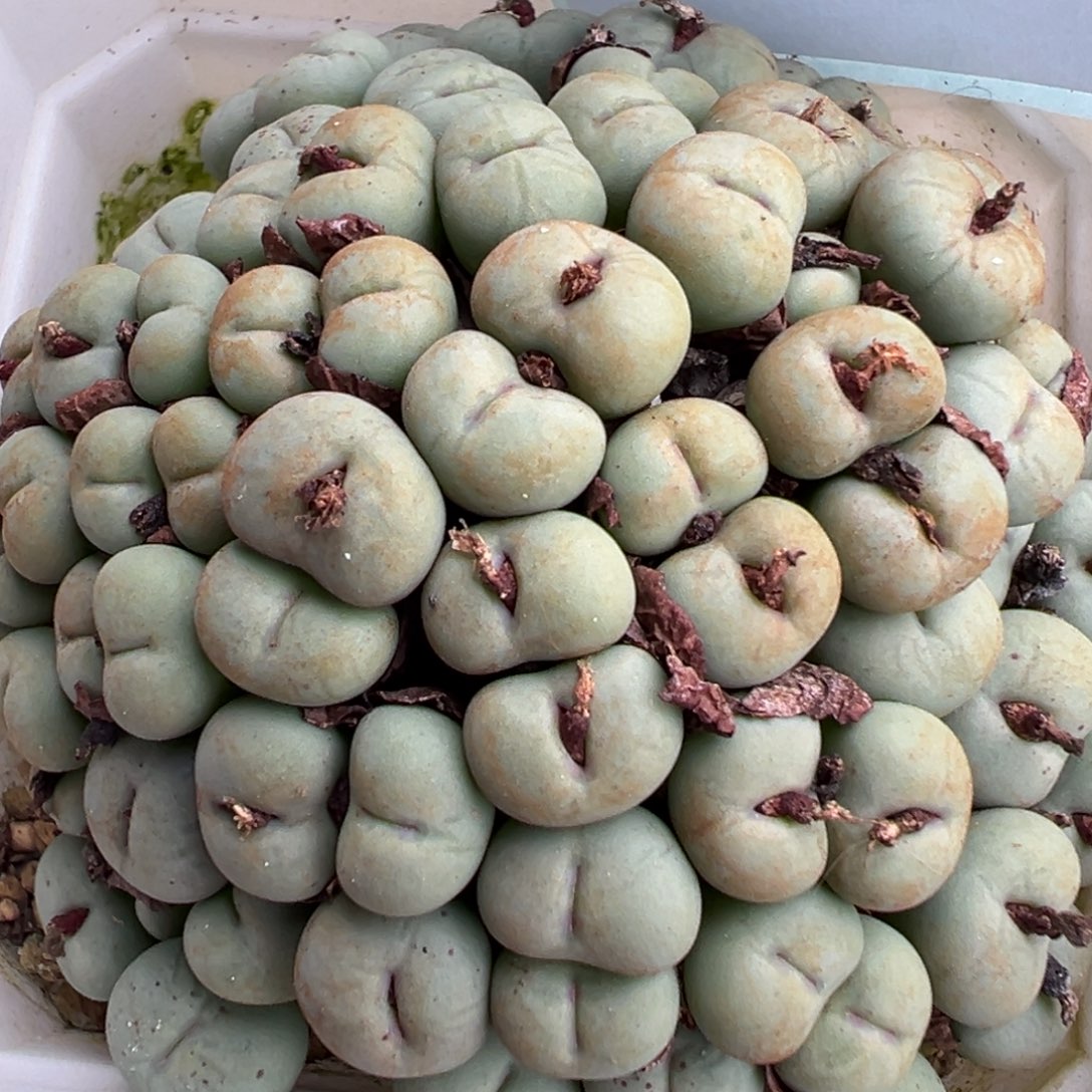 ‖***、29-194肉锥多肉植物，