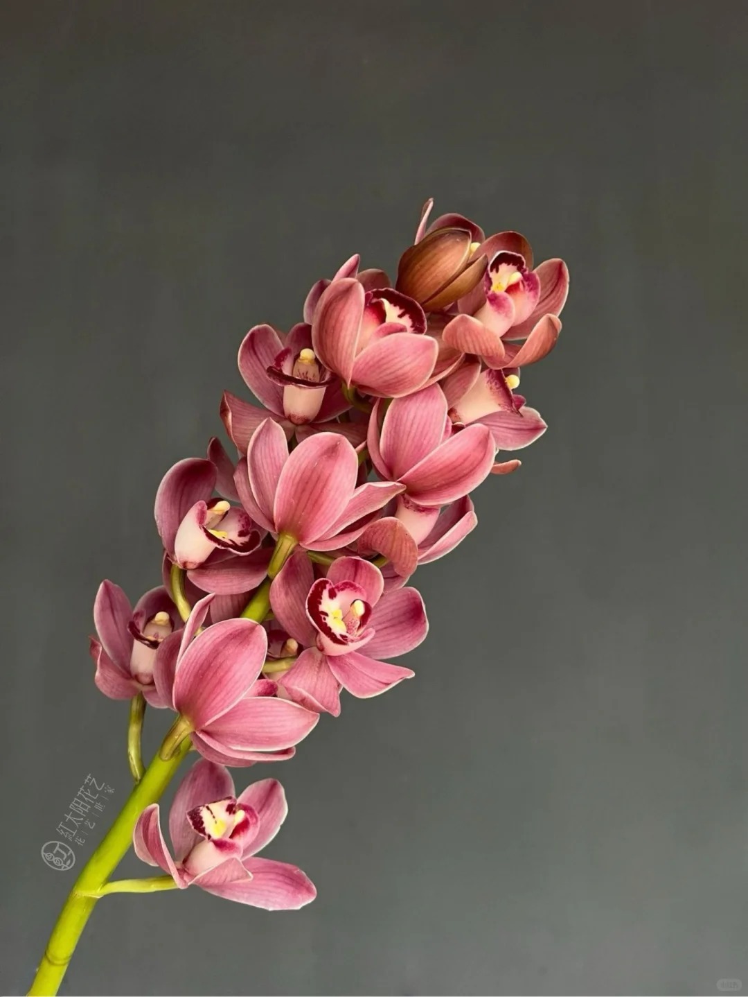 （蔓蔓）葡萄美酒大花蕙兰3支  20%防损 1单包邮