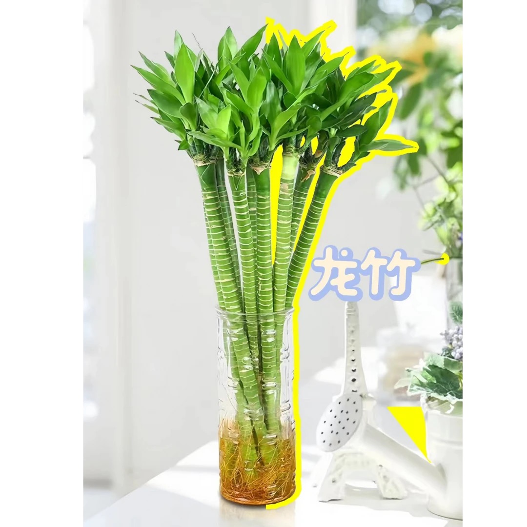 龙竹 文昌竹水养水培开运招财转运10支