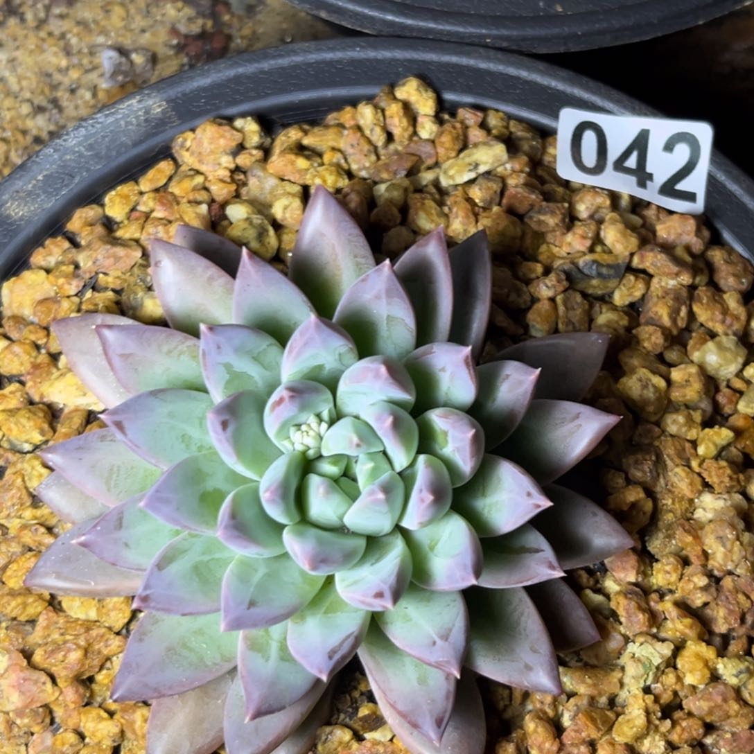 幻影多肉植物042