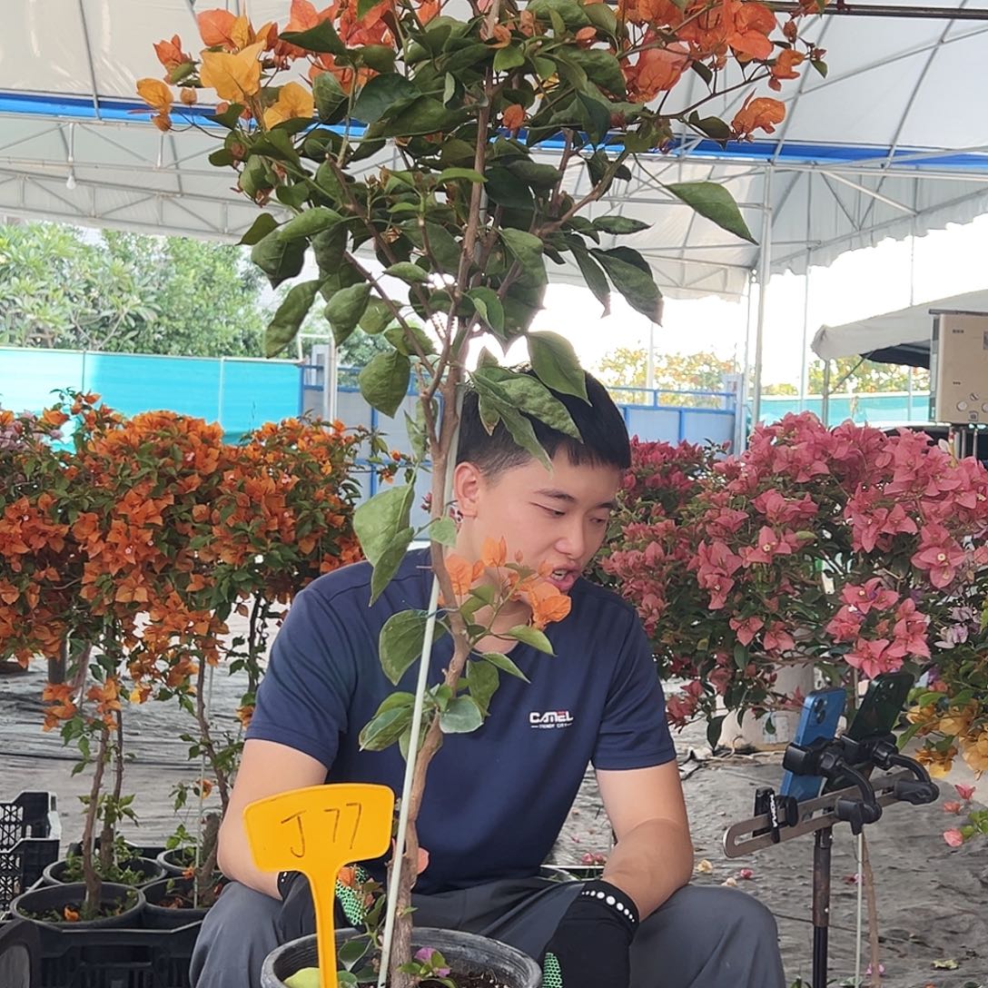 K***曦大部分花苞少量开放J77阿达纳