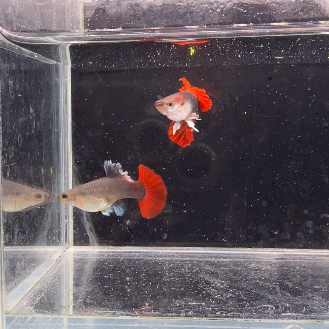 孔雀鱼大背折扇1对