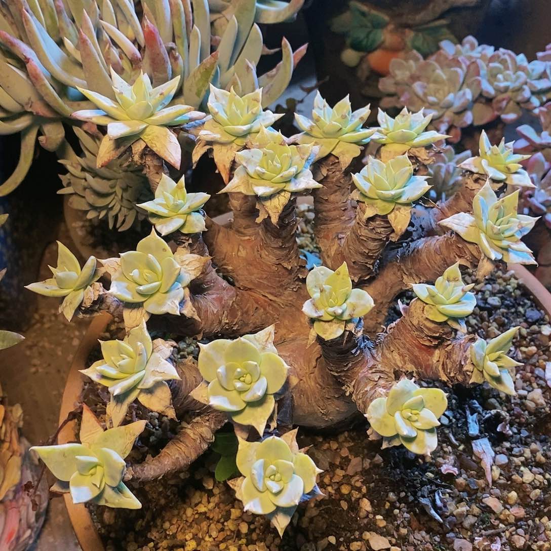 【闪购商品】哈哈哈哈诺玛雪山多肉1246