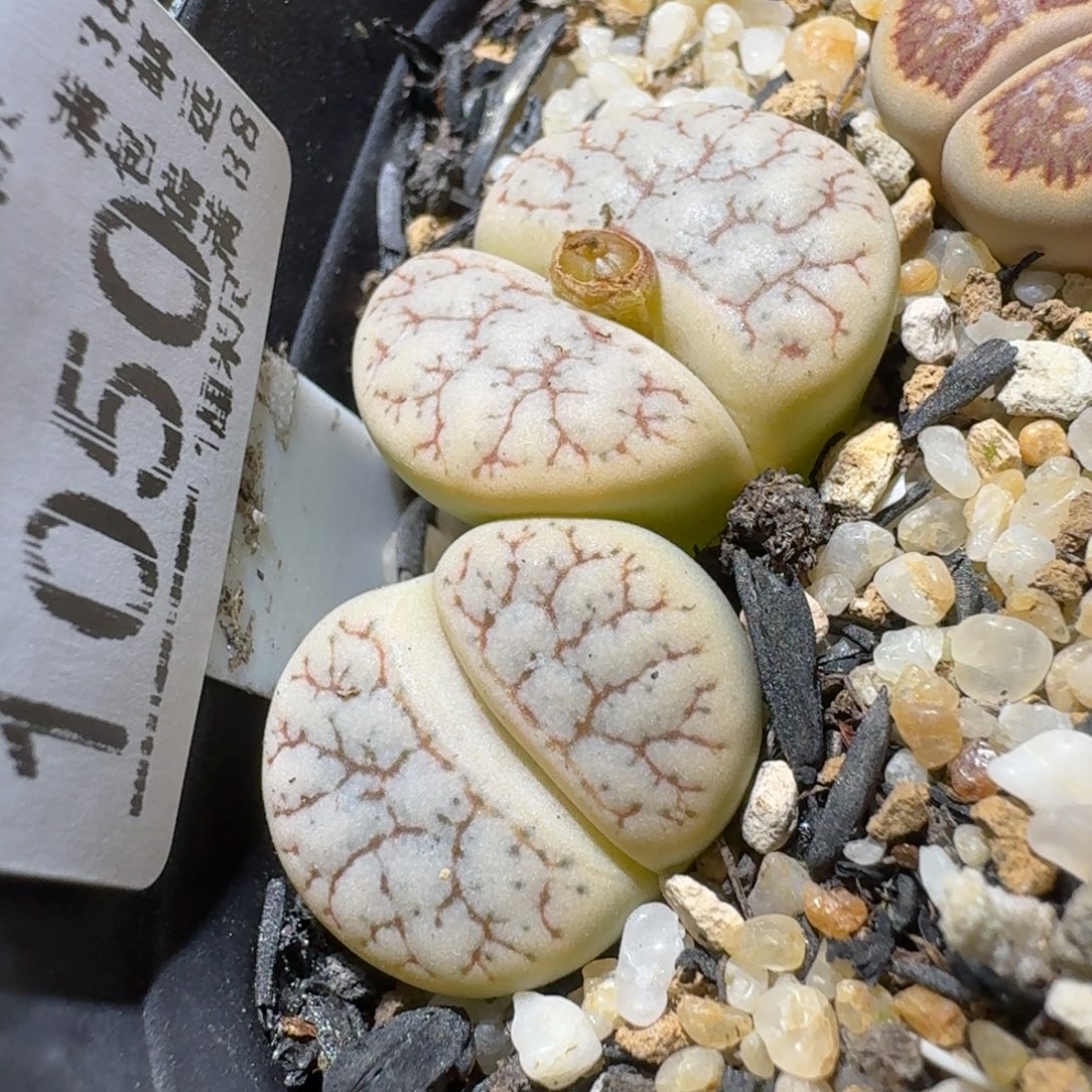 高品质货清清清1050