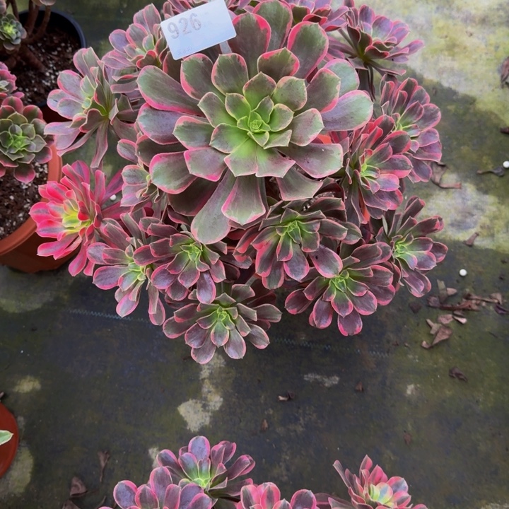 0000000000926玫瑰花脸