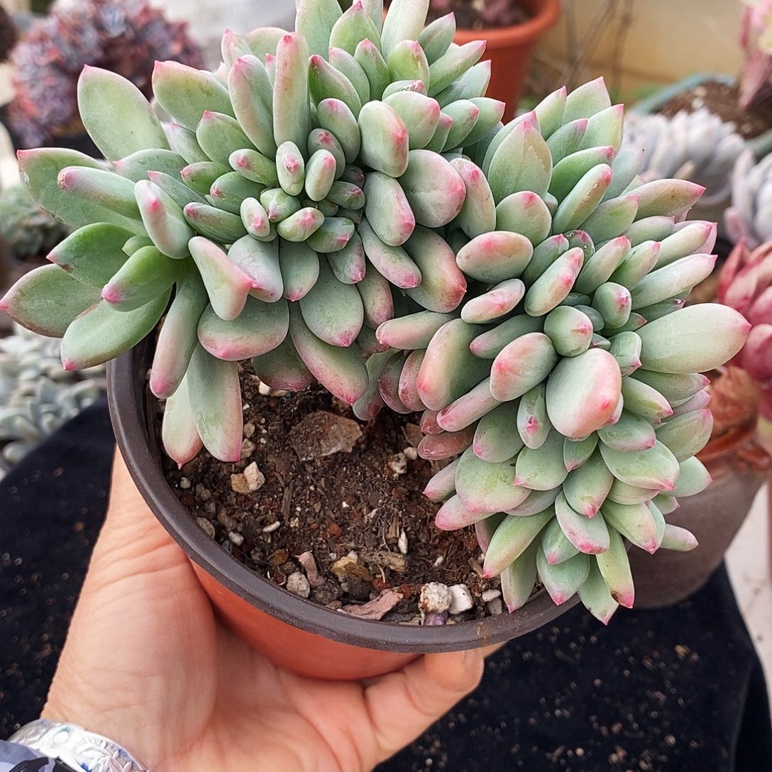 多肉植物清新美人醉化