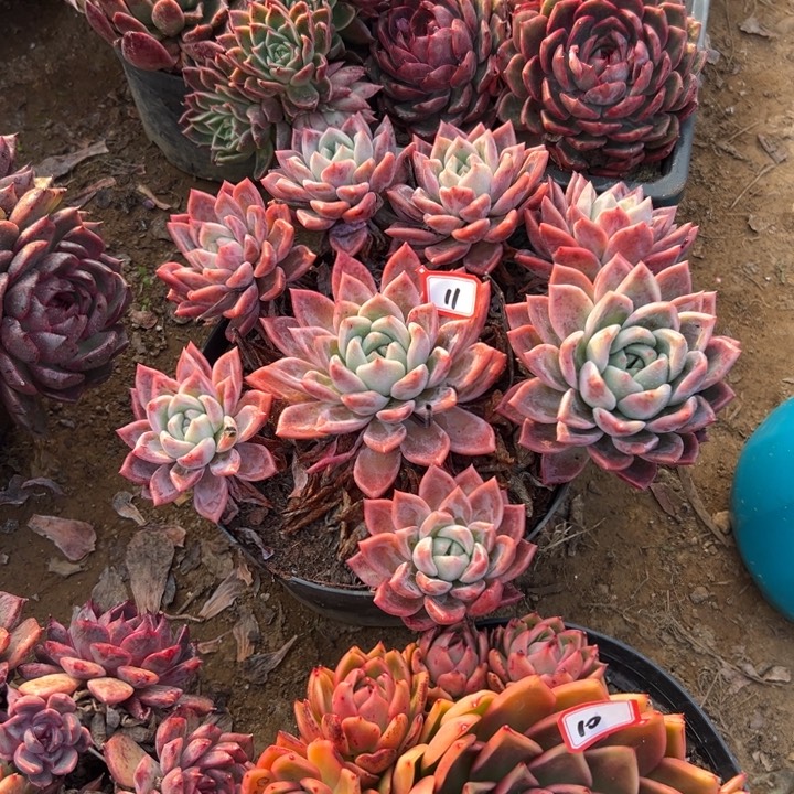 特***猫精品多肉植物老桩瑶池