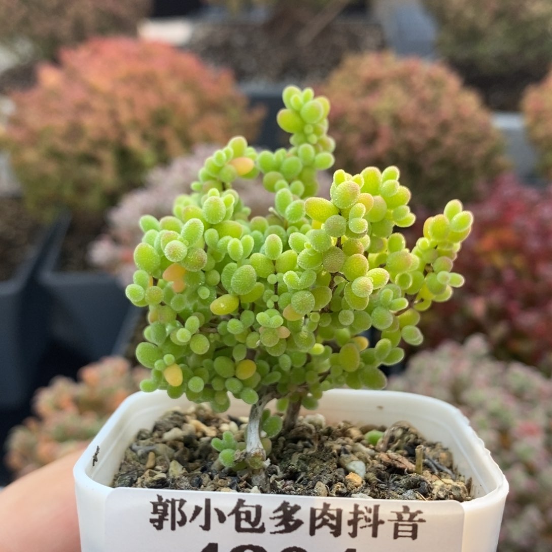 蜜橘糖球4804枝干番杏