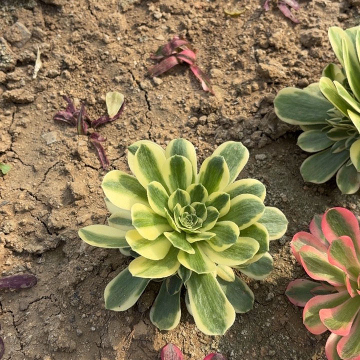 迈巴赫量拍多肉法师