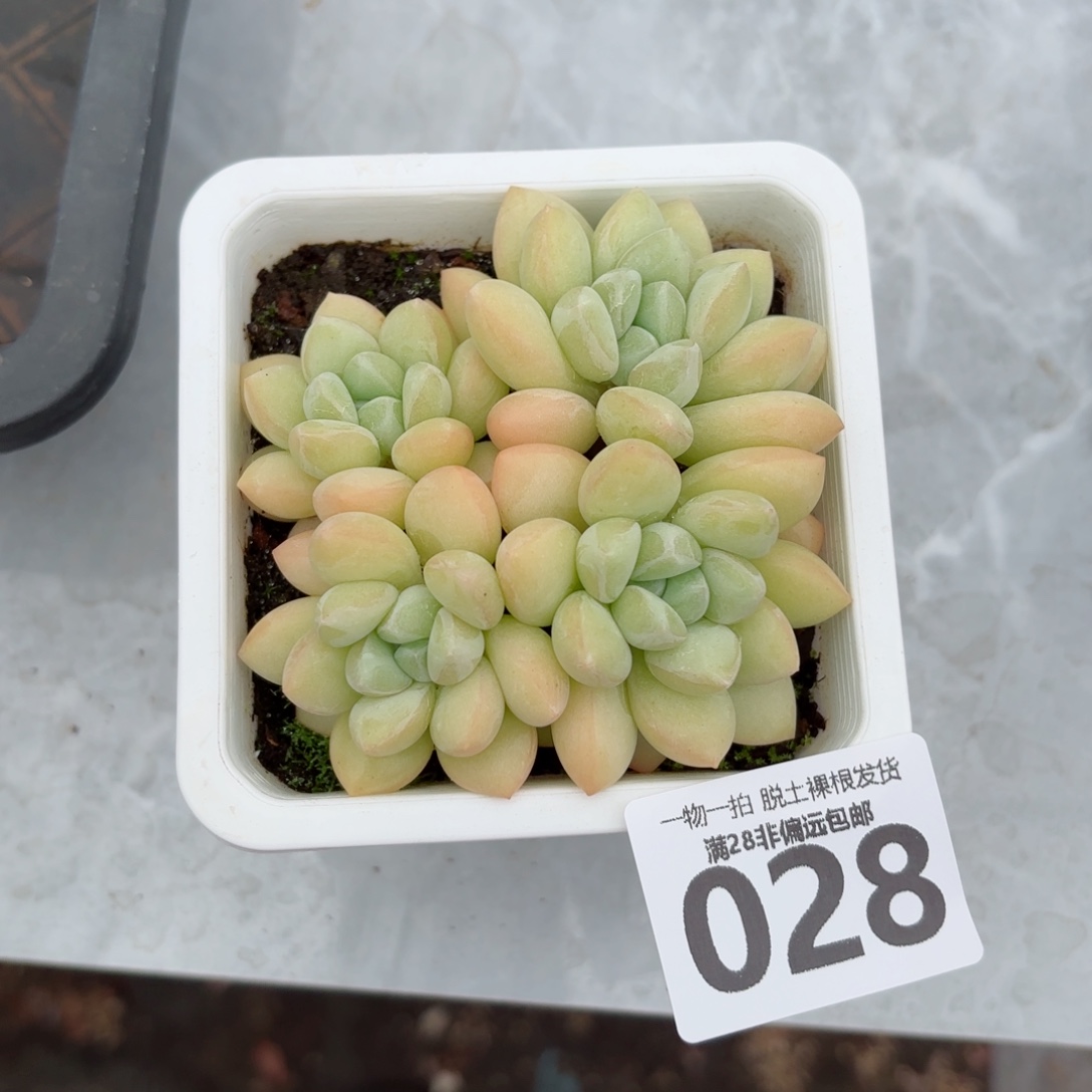 泡泡糖整群无盆土发货