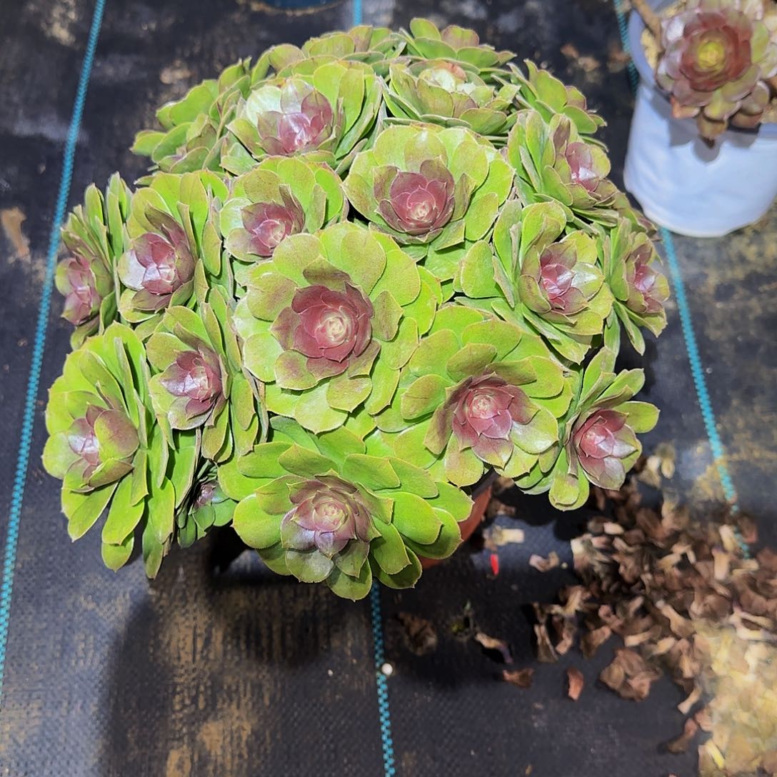 多肉植物红心万圣节老庄