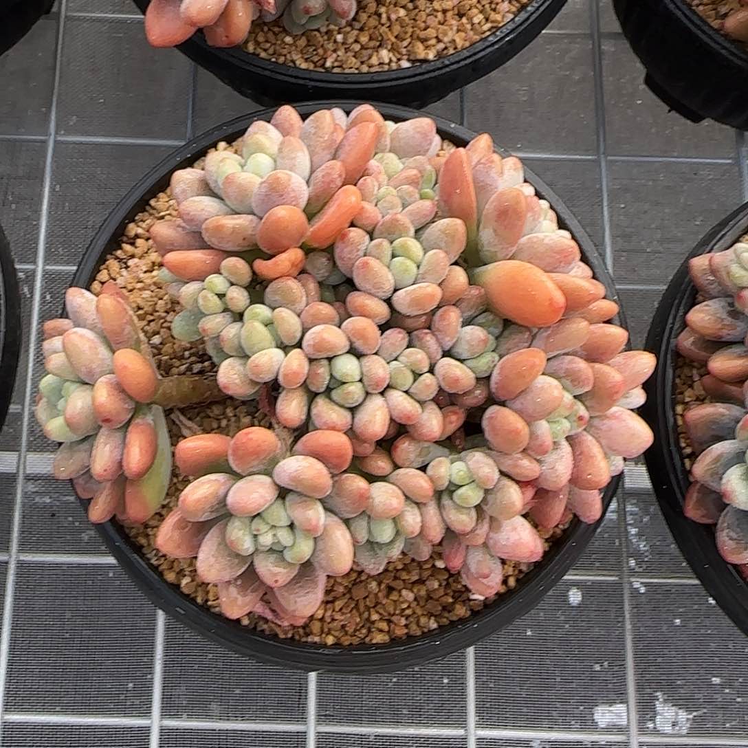 从前慢甄选多肉编号香水洛神