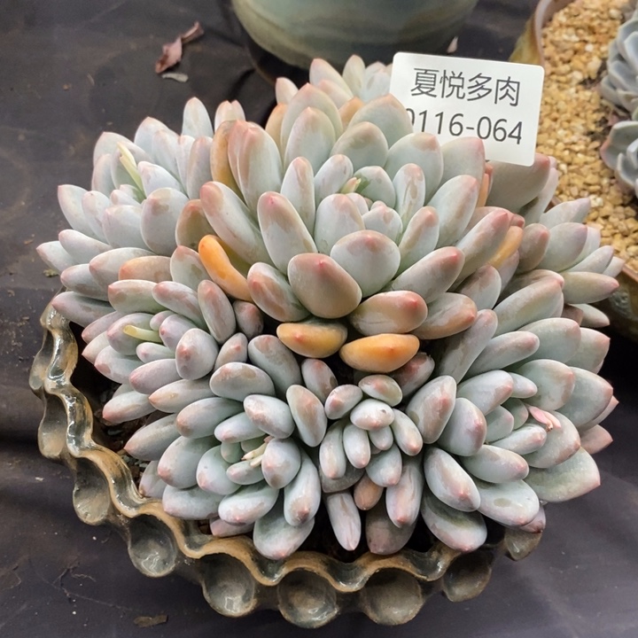 夏悦多肉0116-64香水