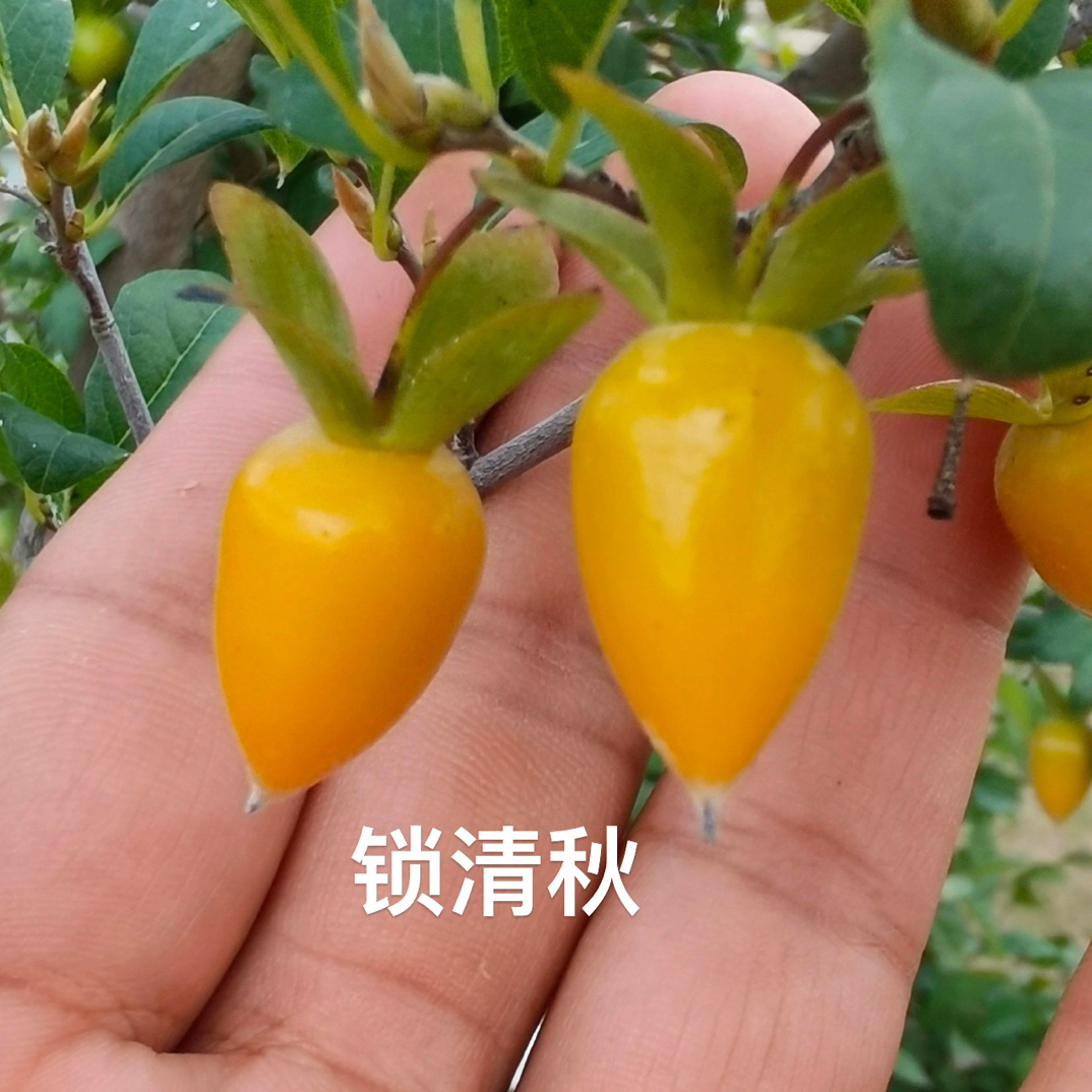 老鸦柿锁清秋品种根苗